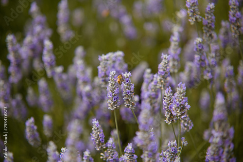 Lavender