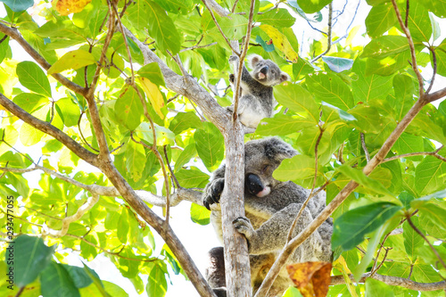 Koala © Robert Styppa