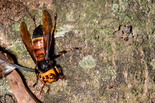 Picture giant hornet (Vespa crabro) Real Asian wasp,Originated in East Asia and the tropics. They like to live in mountains and low forests.