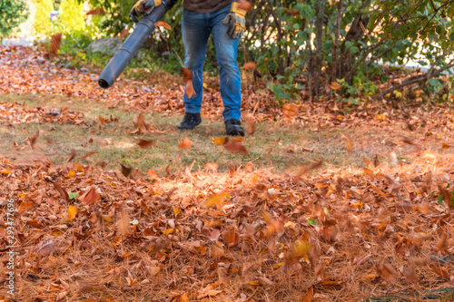 Leaf blower in action moving colorful fall leaves and dried pine needles from residential lawn with intentional motion blur