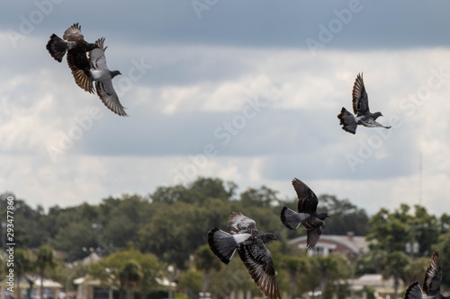 Pigeons Flying on Sanford Florida photo