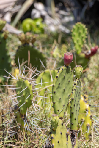 Wild Florida Cactus with Fruit Closeup