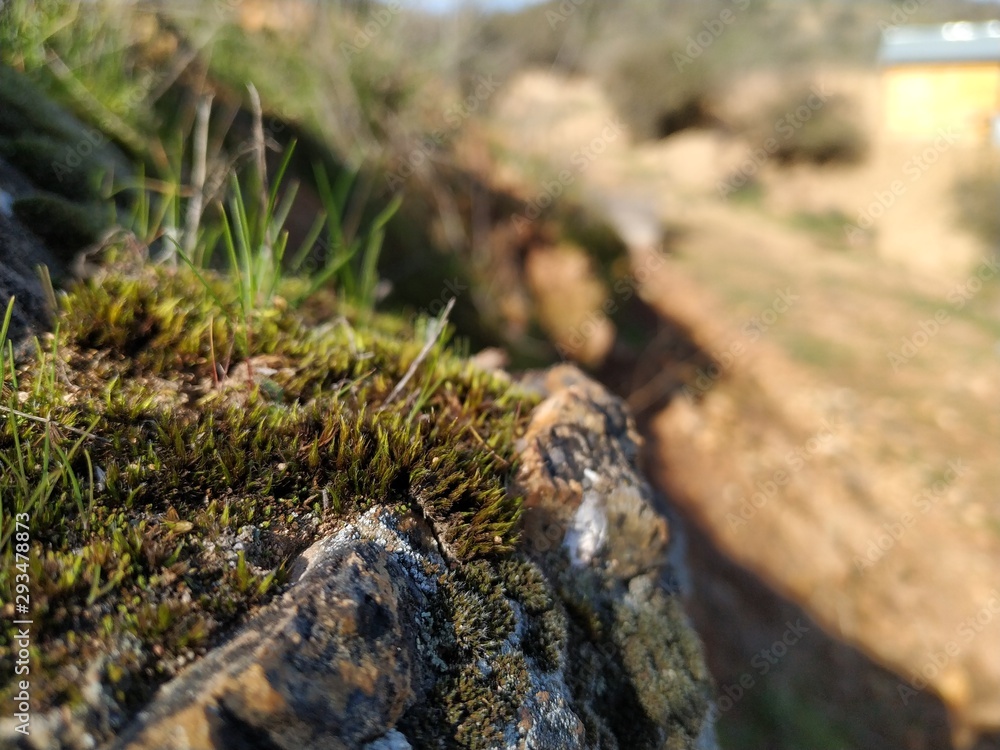 lizard on rock lizard on rock