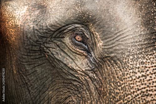 Close up of Thai elephant.
