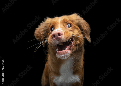 Canvas Print the dog catches food