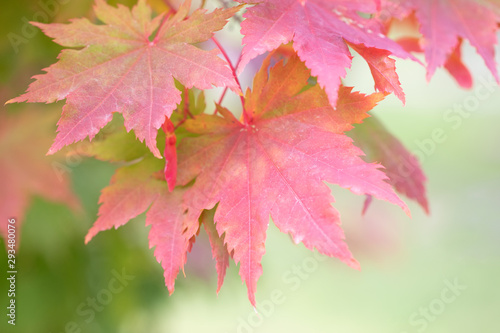 Original close up photograph of Maple leaves turning red on the tree with a soft green background