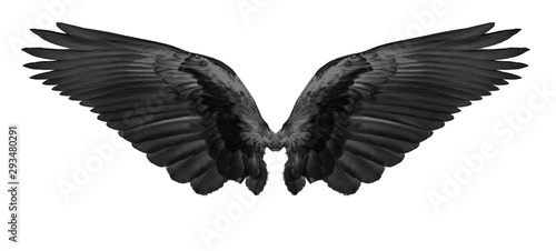 black wings of bird on white background