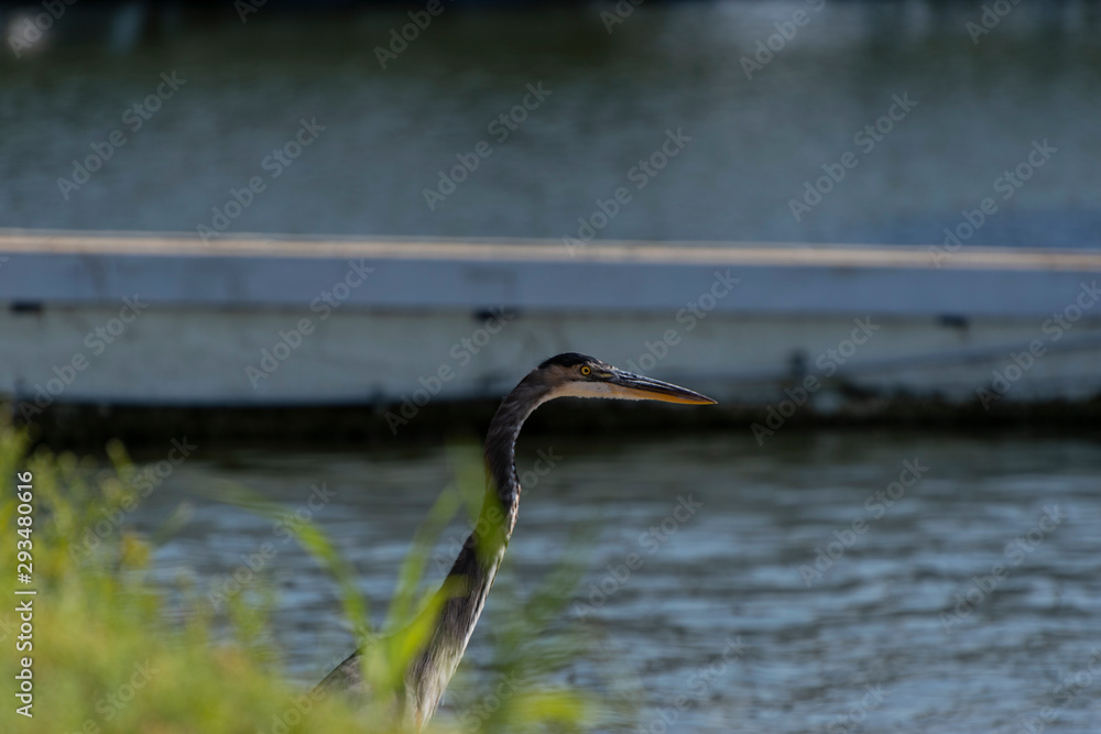 Head of Great Blue Heron peeking behind bush Head of Great Blue Heron peeking behind bush