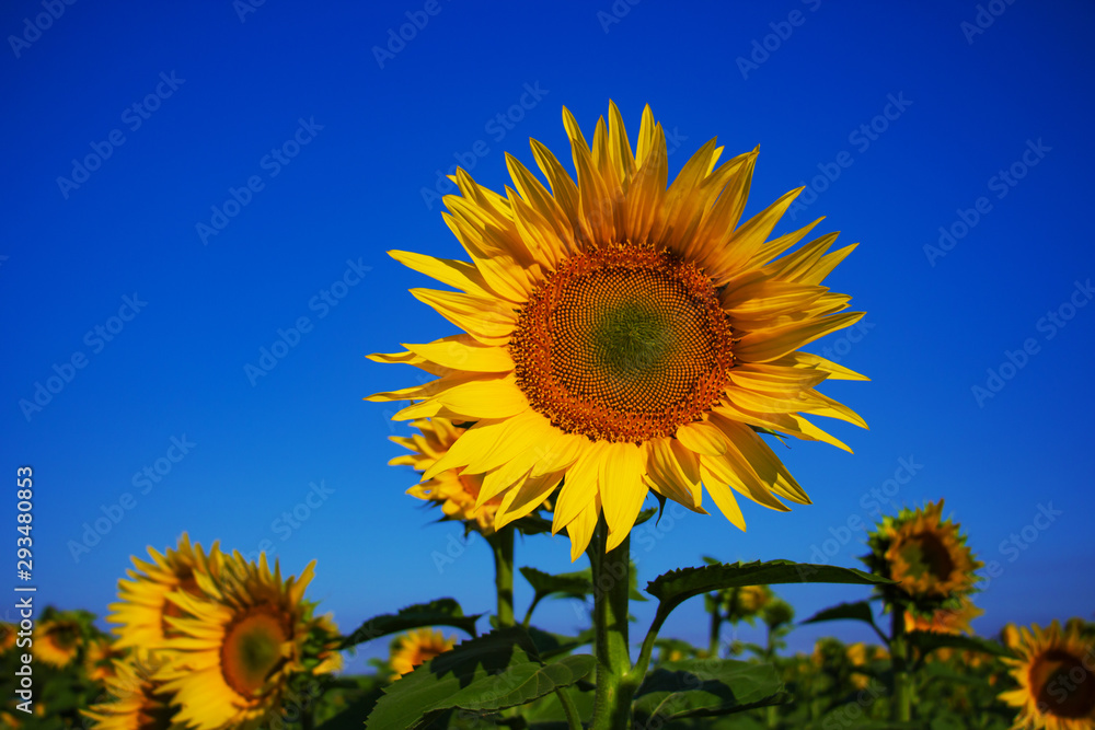 sunflower on background of blue sky sunflower on background of blue sky