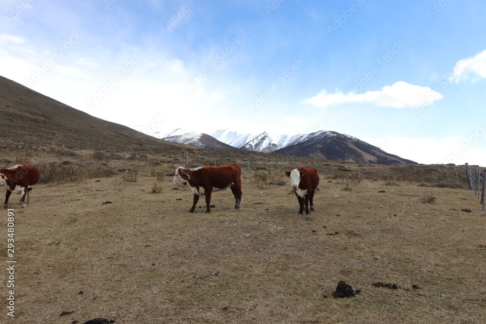 Cows on Mountains Ice