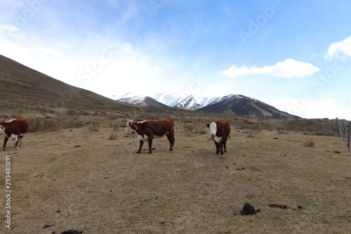 Cows on Mountains Ice © Renan