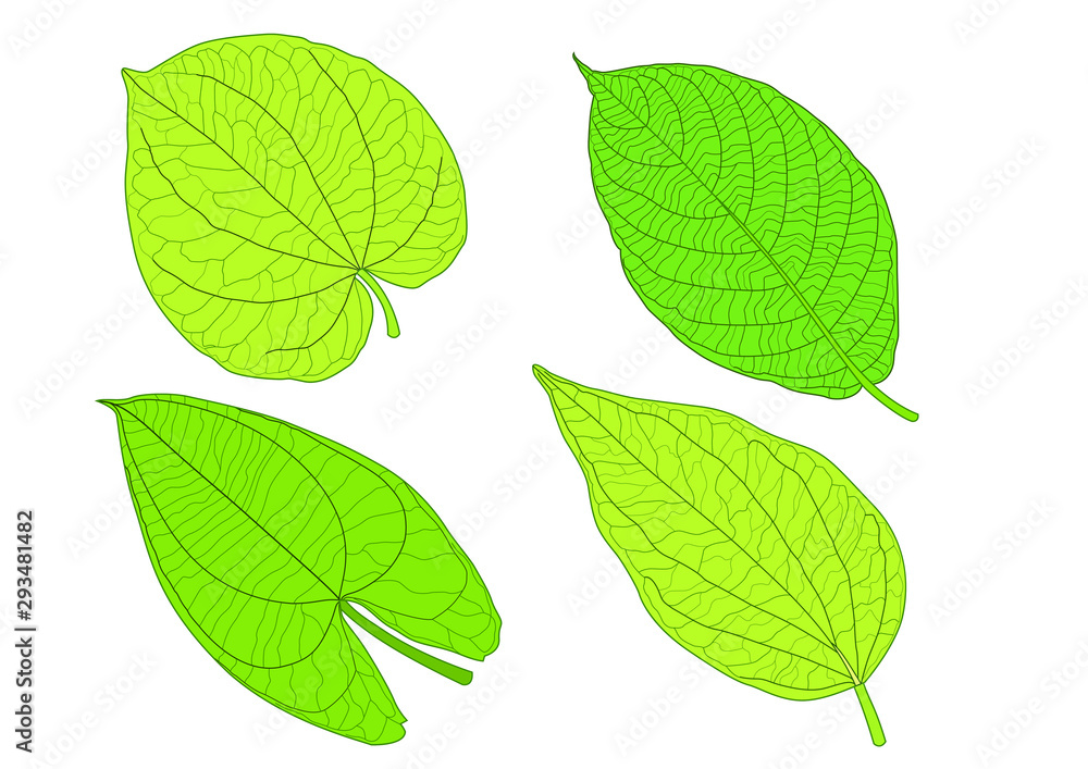 Green Leaves fresh abstract isolated on white background illustration vector Green Leaves fresh abstract isolated on white background illustration vector