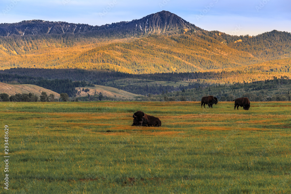 Bison in the Field at Grand Teton National Park Bison in the Field at Grand Teton National Park