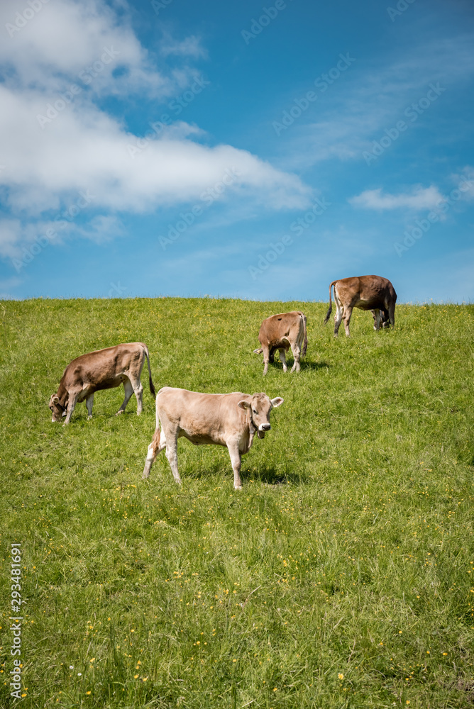 Braunviehrinder an einer steilen Bergwiese im Allgäu Braunviehrinder an einer steilen Bergwiese im Allgäu