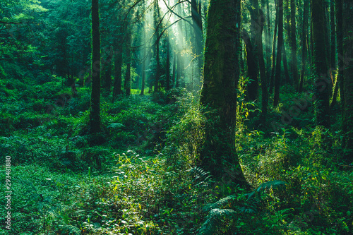 Fotografia sun beams in the forest in ali mountain, taiwan