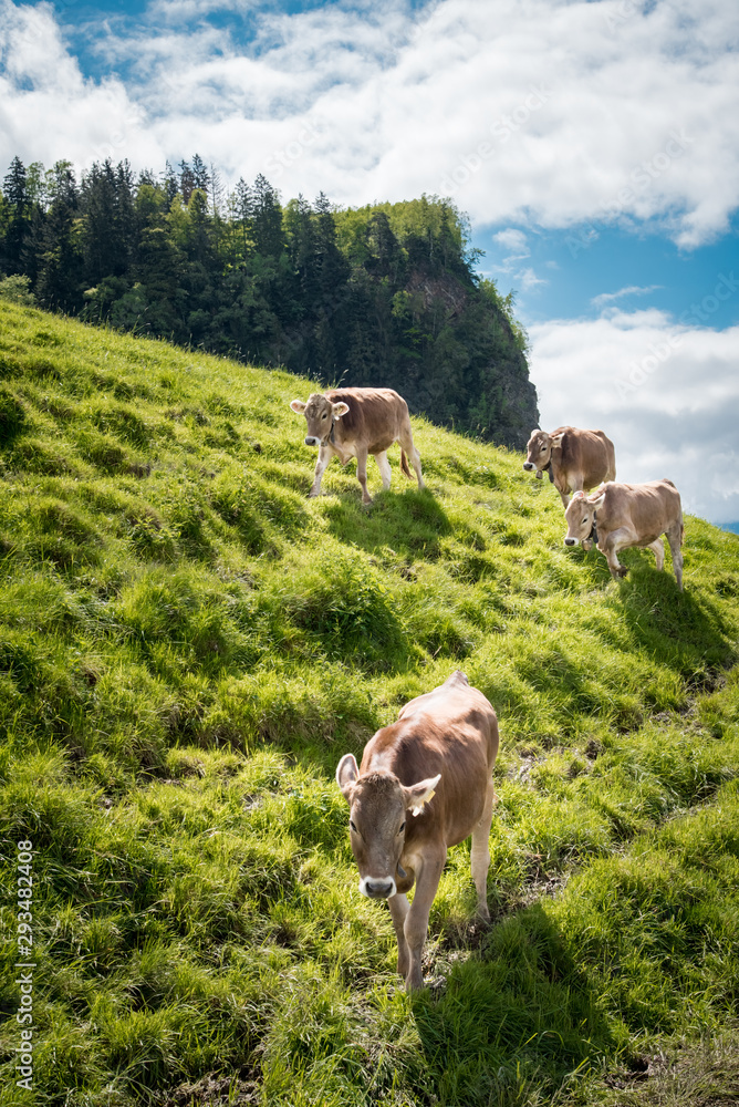 Rinder auf einer steilen Bergwiese im Oberallgäu