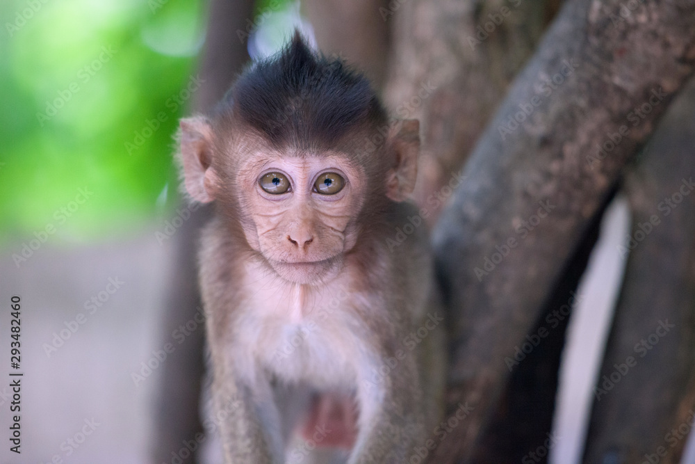 可愛いサル