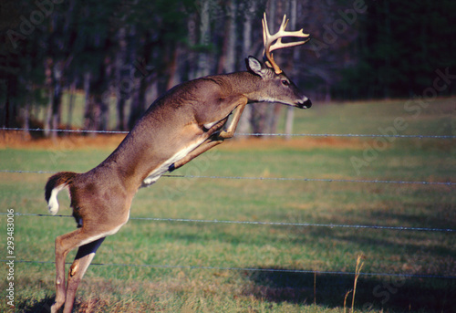 Leaping Buck, Cades Cove, Great Smoky Mountains National Park , Tennessee White-tail Deer (Odocoileus virginianus).Canon 200mm Lens.Kodachrome 64.� Lynn Freeny