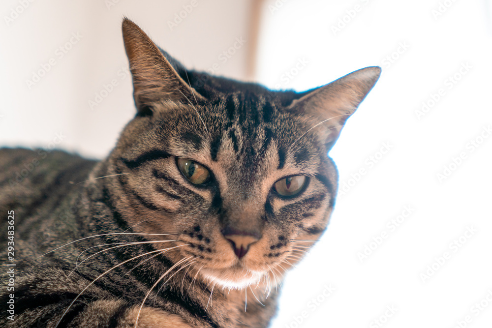 猫のアップ 猫のアップ