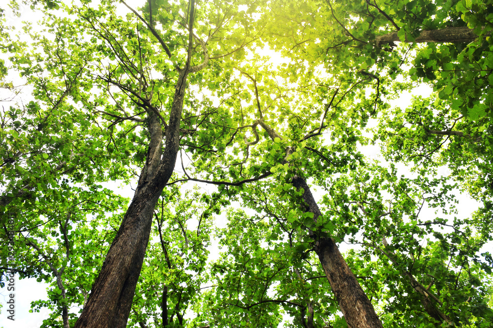 Fototapeta premium Image of green teak tree Uttaradit province Thailand
