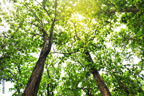 Image of green teak tree Uttaradit province Thailand