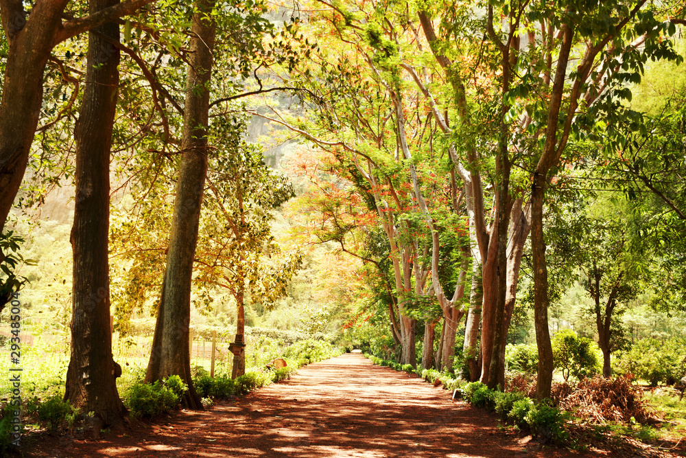 Beautiful natural tree in summer season at landscape Beautiful natural tree in summer season at landscape