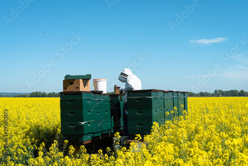 Überprüfen und Entnahme von Honigwaben aus Bienenkästen durch einen Imker