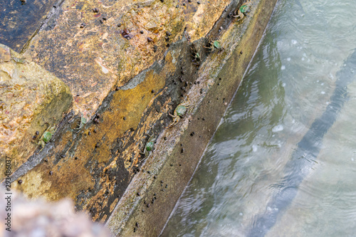 green crab on rock