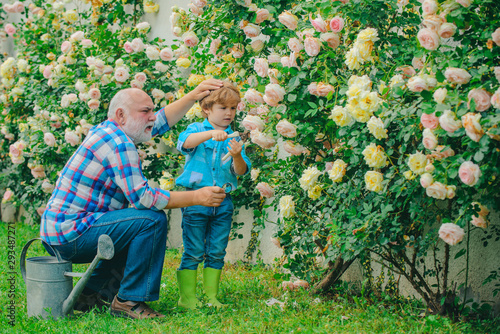 Gardening - Grandfather gardener in sunny garden planting roses. Grandfather. Portrait of grandfather and grandson while working in flowers garden.