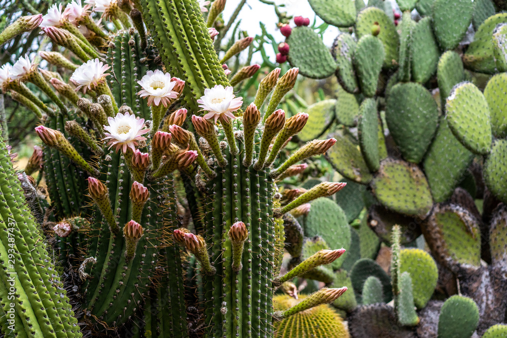 Echinopsis robinsoniana cactus in bloom with pink flowers and yellow stamens
