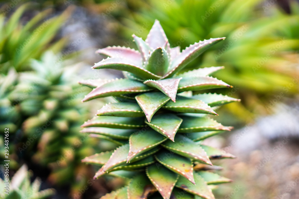Hellskloof Bells Aloe plant pagoda cactus succulent Hellskloof Bells Aloe plant pagoda cactus succulent