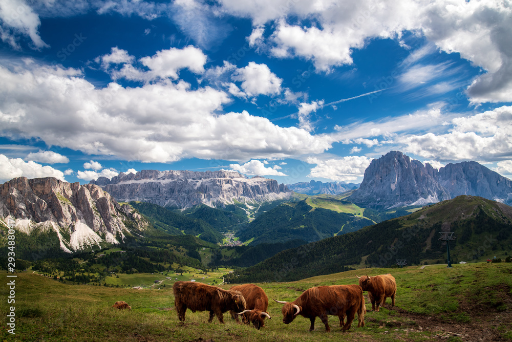 Obraz premium Highland Cows