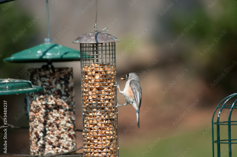 Fototapeta premium Male chickadee at peanut feeder