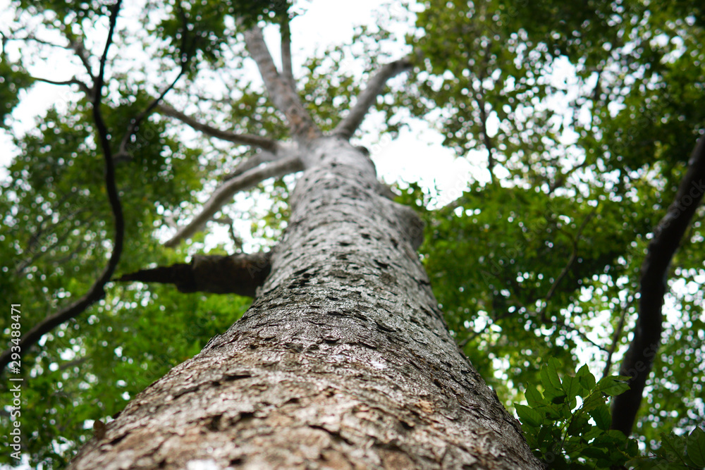 Very large rubber tree, D.alatus Roxb trees from Dipterocarpus family Dipterocarpaceae. Very large rubber tree, D.alatus Roxb trees from Dipterocarpus family Dipterocarpaceae.