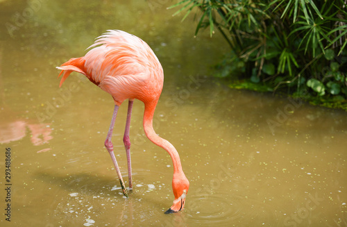 flamingo orange on nature green tropical plant background - Caribbean flamingo