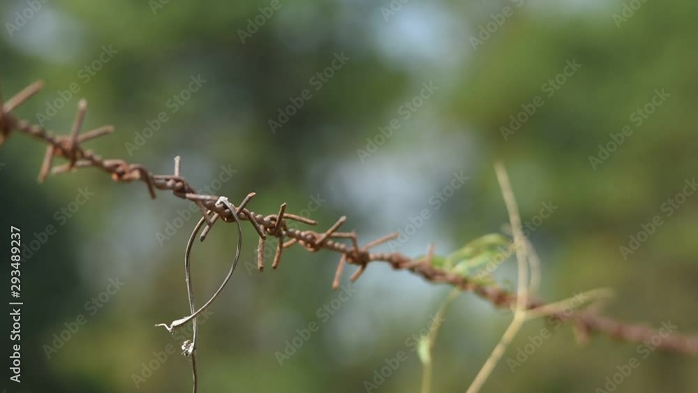 old barb wire on High midday temperature with some mirage effect. old barb wire on High midday temperature with some mirage effect.