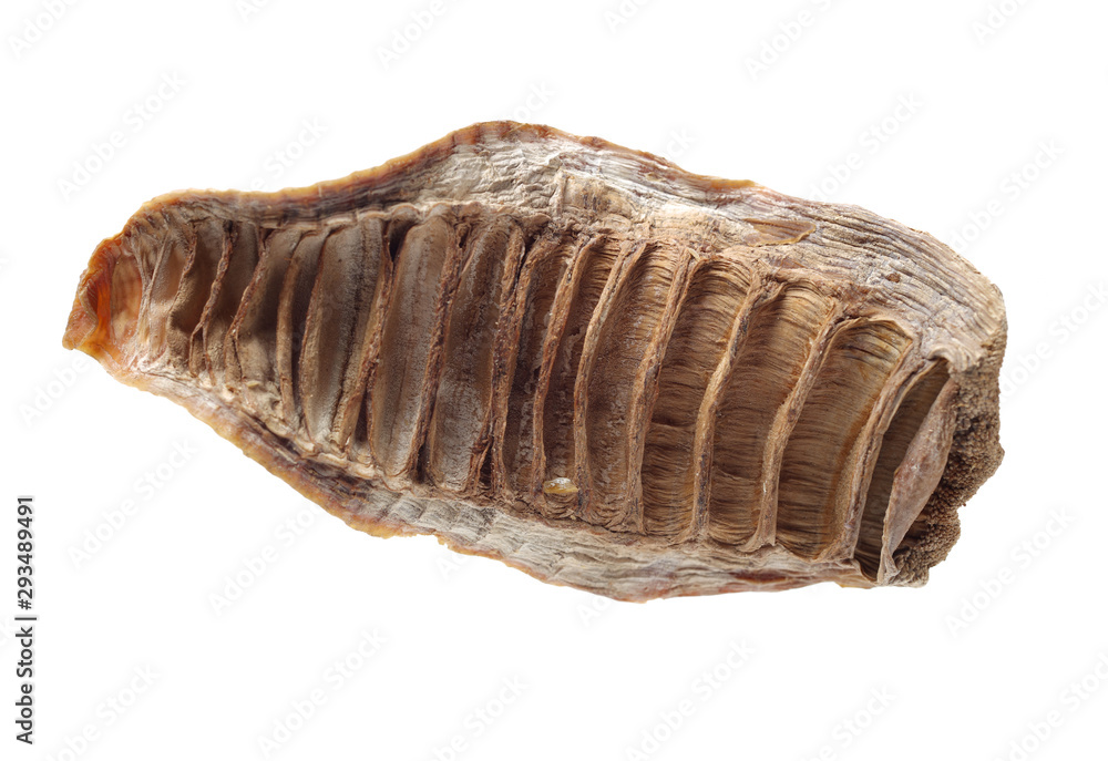 Dry young bamboo shoot on white background Dry young bamboo shoot on white background