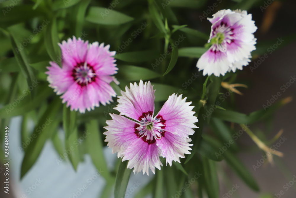 pink and white flower pink and white flower
