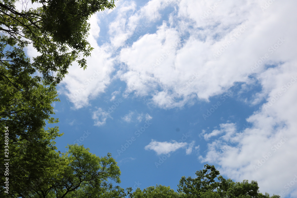  Blue sky, white clouds and green trees in hot summer.