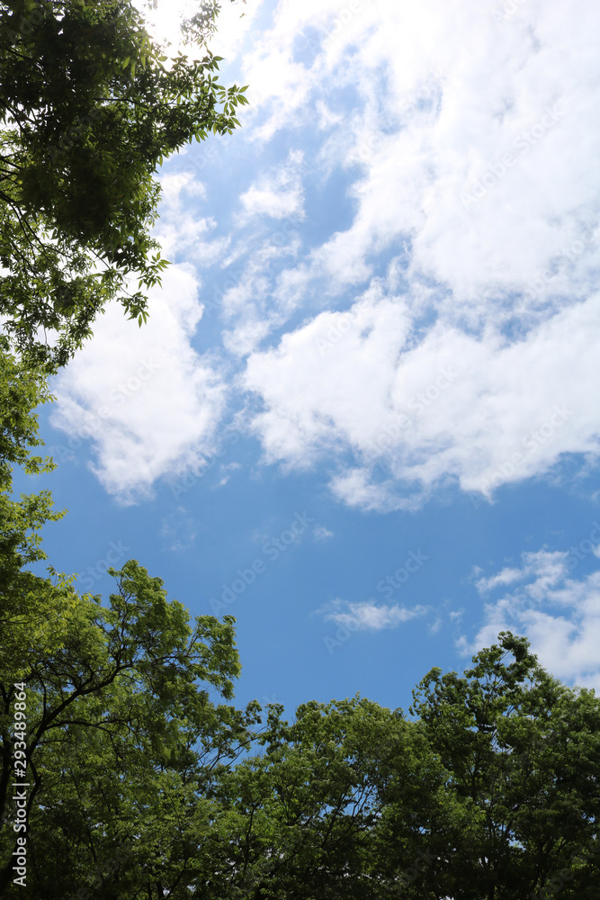  Blue sky, white clouds and green trees in hot summer.