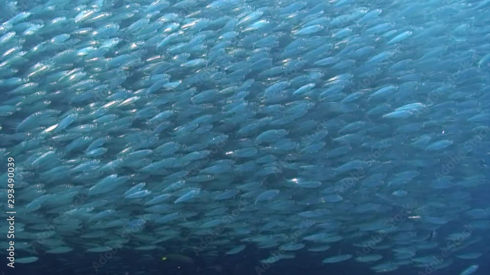 School of fish glitters and shimmers in rays of sunlight underwater. Group amazing fish of in underwater marine life world of Philippine Sea. School of fish glitters and shimmers in rays of sunlight underwater. Group amazing fish of in underwater marine life world of Philippine Sea.