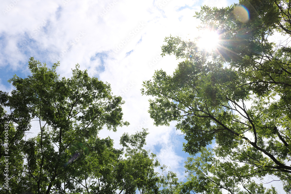 Fototapeta premium Blue sky, white clouds and green trees in hot summer.