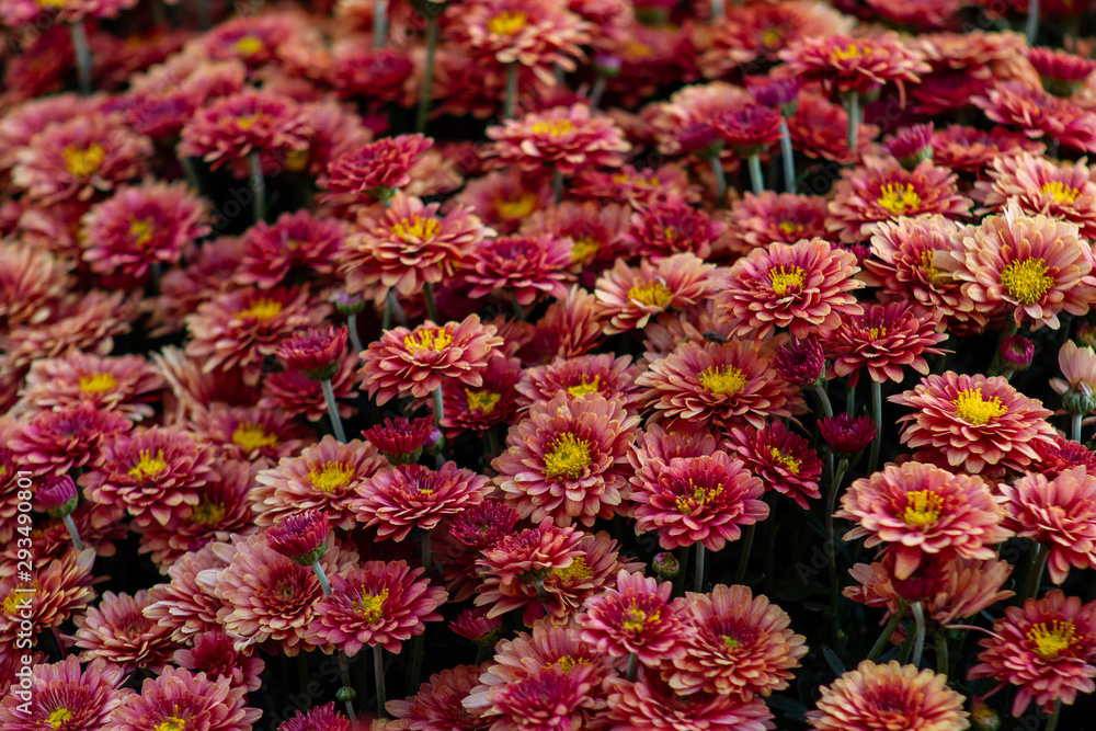 Sea of Chrysanthemums. Picturesque colorful art image. Sea of Chrysanthemums. Picturesque colorful art image.