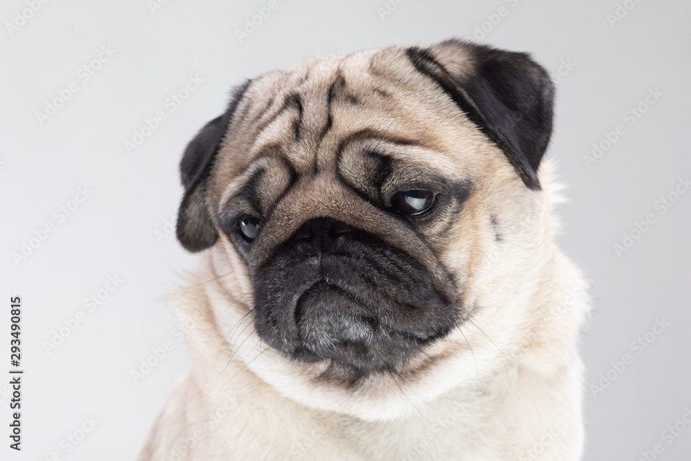 Boring dog pug breed making serious face tried and bored on grey background