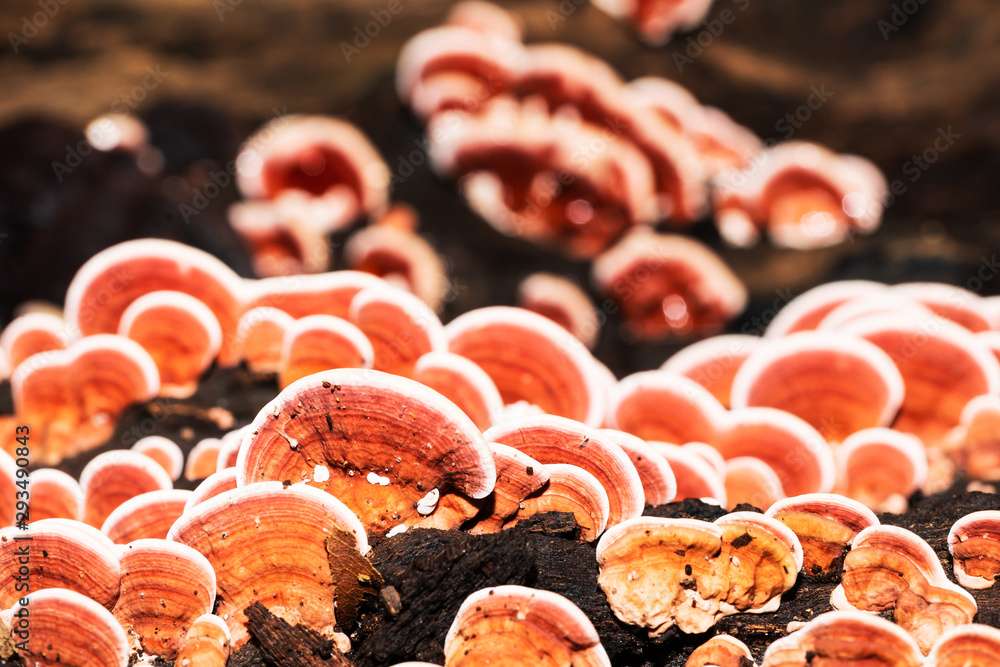 Ling Zhi Mushroom on timber wood Ling Zhi Mushroom on timber wood