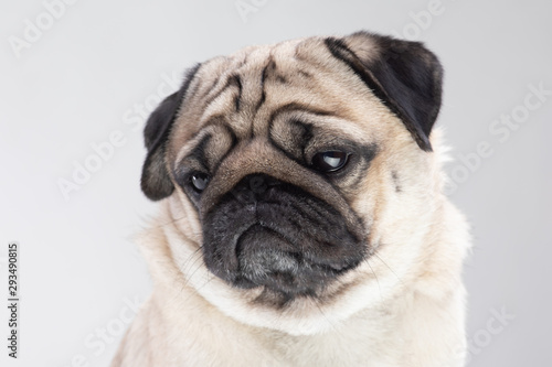 Boring dog pug breed making serious face tried and bored on grey background © 220 Selfmade studio