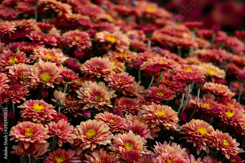 Sea of Chrysanthemums. Picturesque colorful art image.