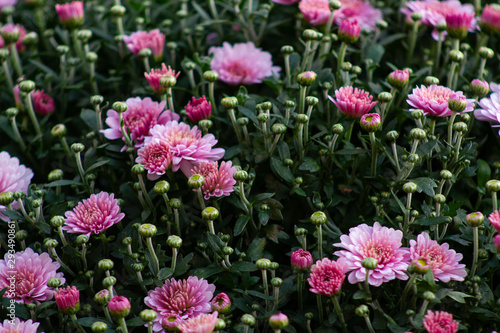 Sea of Chrysanthemums. Picturesque colorful art image.