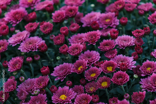 Sea of Chrysanthemums. Picturesque colorful art image.