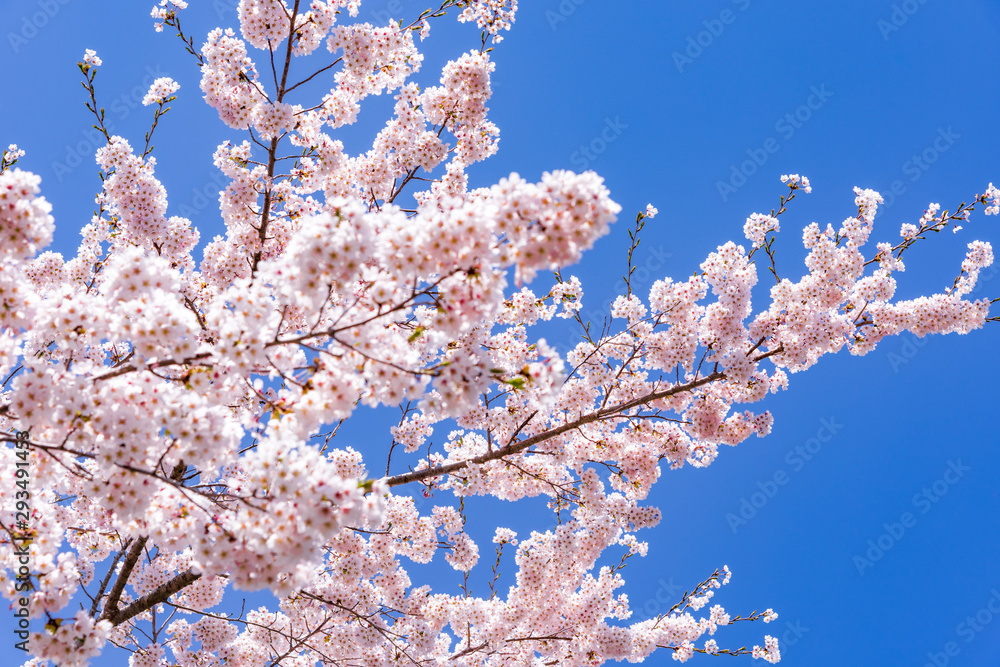 宮城県北部の加護坊山 桜満開 宮城県北部の加護坊山 桜満開